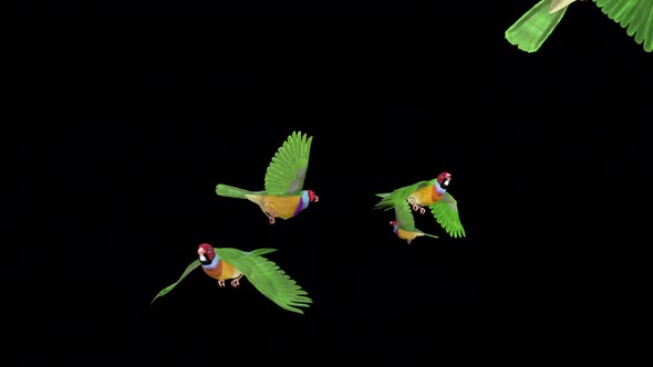 Rainbow Finches - Flock of 5 Birds - Flying Transition - Alpha Channel