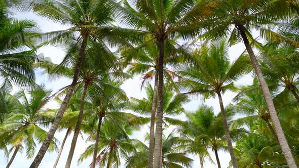 Bottom view of coconut palm tree in sunny summer day Bottom view shoot of palm trees with coconuts alt
