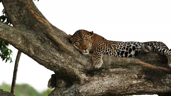 A Leopard in Africa