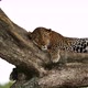 A Leopard in Africa - VideoHive Item for Sale