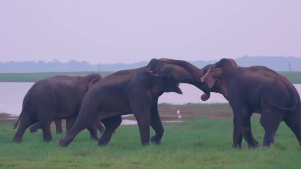 Two Elephants Play Fighting In Kaudulla National Park, Sri Lanka on an overcast evening