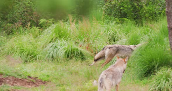 Wolf Running on Field in Forest