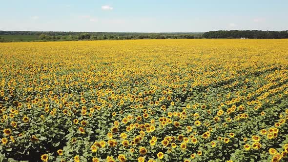 Sunflower field. Agriculture. Aerial view of sunflowers alt