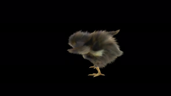 18 Baby Chicks Dancing 4K alt
