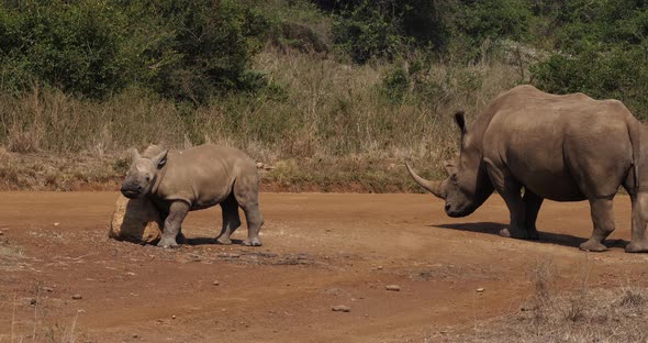 White Rhinoceros, ceratotherium simum, Mother and Calf, Nairobi Park in Kenya, Real Time 4K alt