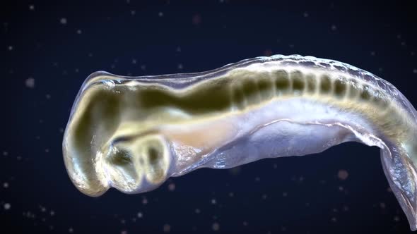 Pancreas, an organ of the digestive system and endocrine system alt