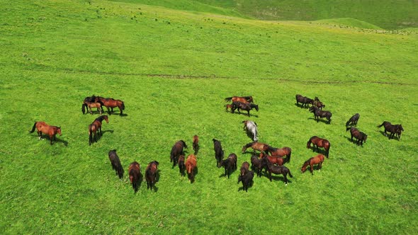 Herd of Horses Grazing on Slope Meadow alt