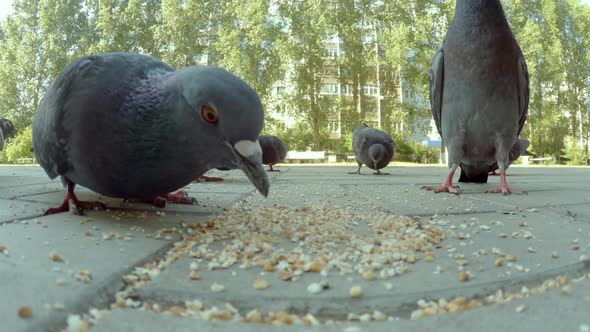 Group of Pigeon Eating in City