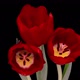Beautiful Red Tulip Flower Background - VideoHive Item for Sale