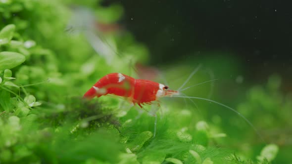 Santa crystal red dwarf shrimp stay on green grass and clean its legs in fresh water aquarium tank alt