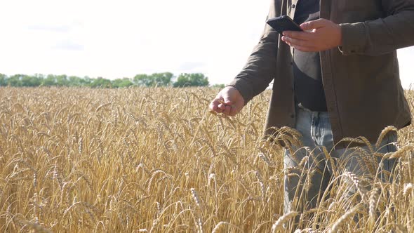 Farmer with Smartphone Check for Ripeness Wheat