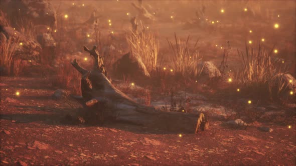 Dry Landscape with Grass Stones and Fireflies alt