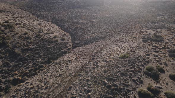 herd of horses running through a meadow. alt