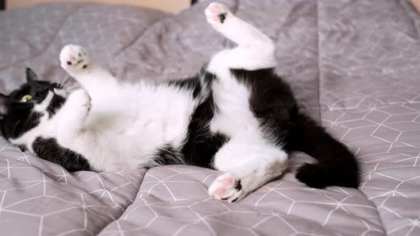Crazy Playful Black and White Domestic Cat Somersaulting in Funny Pose