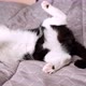 Crazy Playful Black and White Domestic Cat Somersaulting in Funny Pose - VideoHive Item for Sale