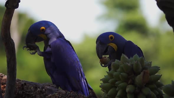 Hyacinth Macaws Anodorhynchus Hyacinthinus Eating Fruit