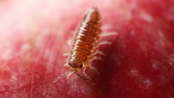 Bug on Red Blurry Background Closeup Macro Shot. Woodlouse, Oniscidea.