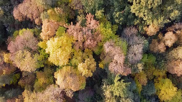Autumn Forest Top Down View