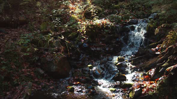 Crystal Water Stream is Falling Down From the Hill Among Colorful Fall Foliage