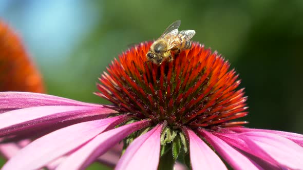 Close up of wild bee on red petal of pink blossom during pollination time in spring season alt