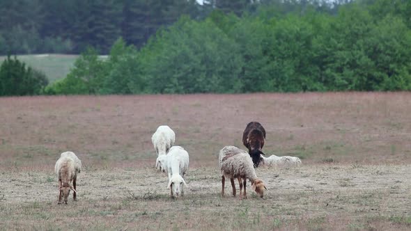 Goats pasture on sand dunes field near forest