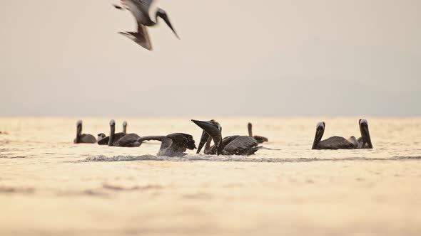 Costa Rica Birds and Wildlife, Brown Pelican (pelecanus occidentalis) Feeding Frenzy, Amazing Animal alt