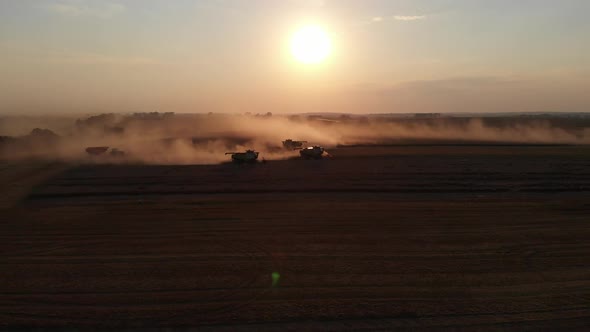 Harvest during summer sunset from the fields. Many combines harvesting wheat. Aerial drone view.