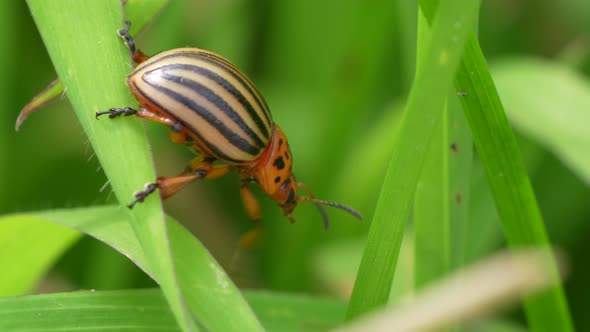 Macro shot of Colorado Potato Beetle climbing from plant to plant in nature alt