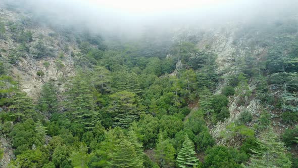 Drone Flies Over a Beautiful Dramatic Coniferous Forest Covered with Fog alt