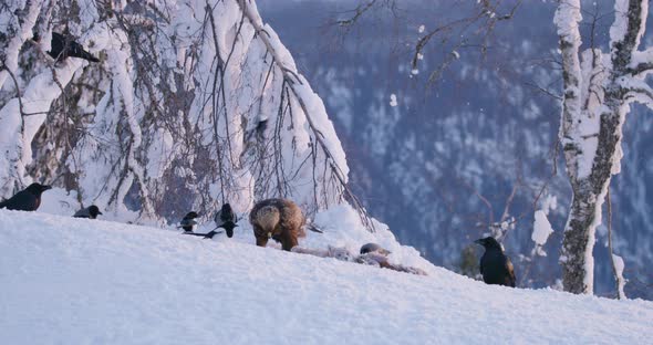 Landscape View with Golden Eagle Eating on a Dead Animal in Mountains at Winter