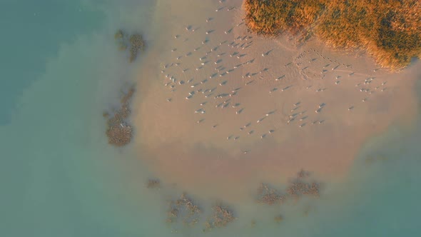 Sandy Island with Gulls That