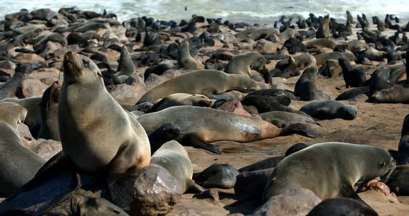 Brown seal colony in Cape Cross, Africa, Namibia wildlife alt