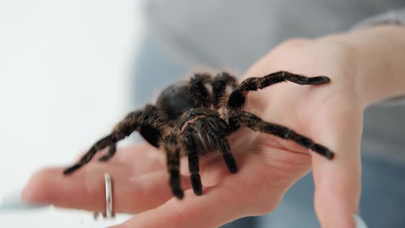 Big Black Spider on a Woman's Hand alt