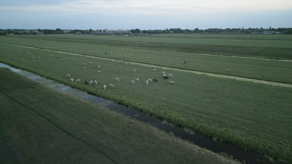 Drone Flock of Sheep 4 K 50fps Flat