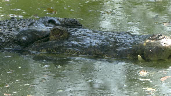 close-up of big Jaws and head of a crocodile in a swamp marsh alt
