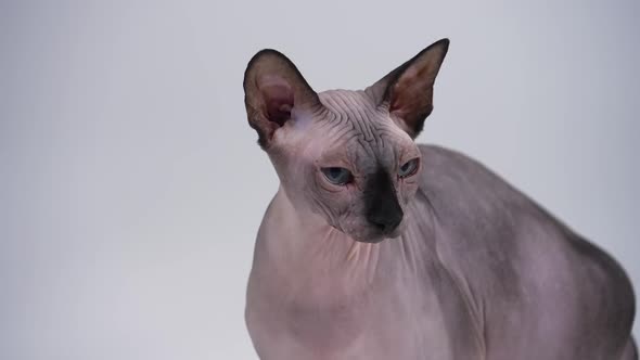 Profile Portrait of a Bald Cat of the Canadian Sphynx Breed in the Studio on a Gray Background alt