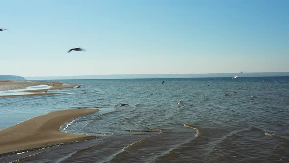 Waving Sea with Seabirds in Morning