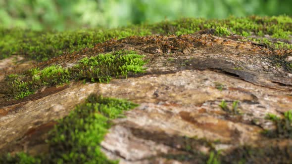 Many ants marching on dead trees. alt