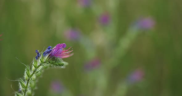 Echium plantagineum, purple viper's-buglossor Paterson's curse, southern France alt