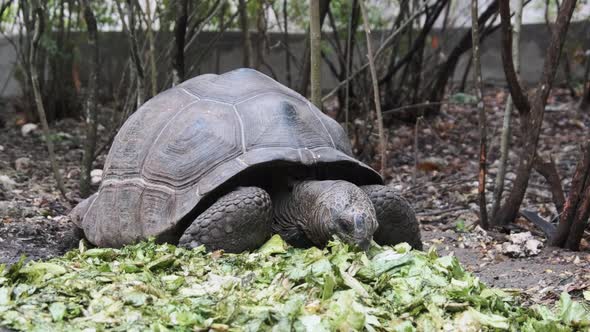 Feeding Huge Aldabra Giant Tortoise Green Leaves in Reserve Zanzibar Africa alt