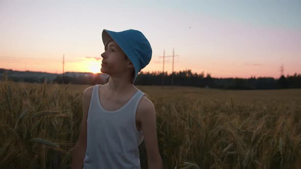 Funny Boy Walks on a Golden Wheat Field at Sunset Against a Beautiful Sky Looking Around