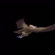 Asian Vulture - Himalayan Griffon - Flying Bird - Back Angle - Transparent Loop - VideoHive Item for Sale