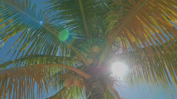Caribbean Palm Trees Sunny Day With Coconuts 