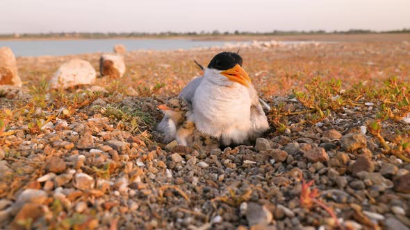 River Tern Female incubates her nest and one cute chick pops out from under her wing alt