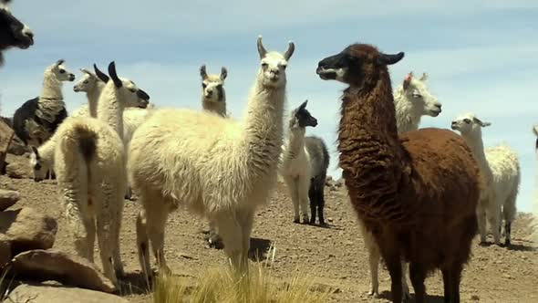 Llamas near the Salar de Uyuni, Bolivia