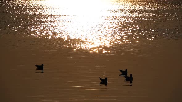Seagull And Calm Sea Water alt