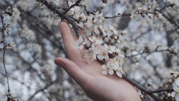Closeup female hand touches branch with white flowers of blossoming apricot tree. Spring blooming alt