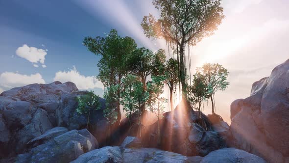 Sun Beams Through Trees alt