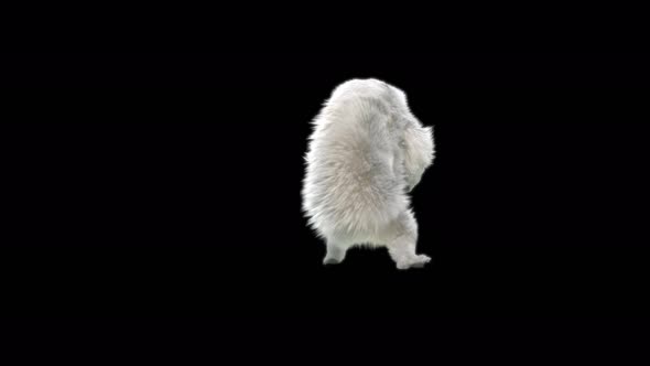 150 White Bear Dancing 4K alt