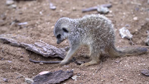 Meerkat walking in search of food (Suricata suricatta)